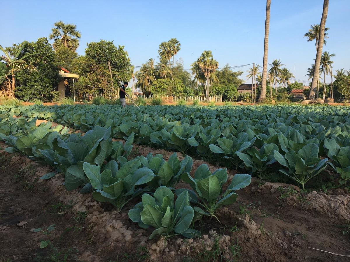 Green Life Cottage Sziemreap Kültér fotó